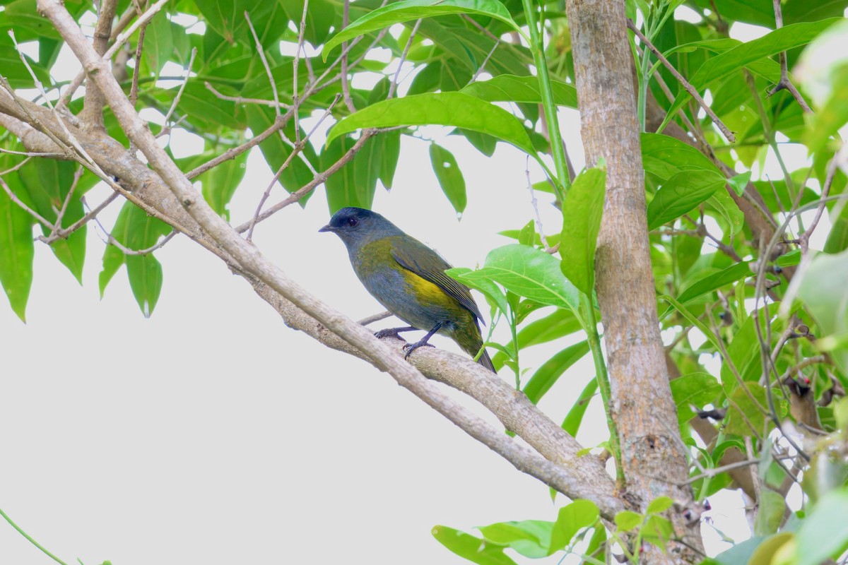 Black-and-yellow Silky-flycatcher - ML646336938