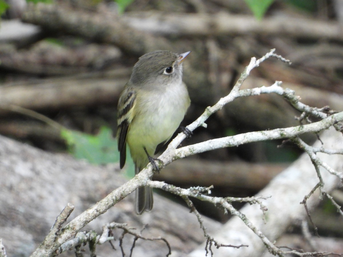 Least Flycatcher - ML646336939