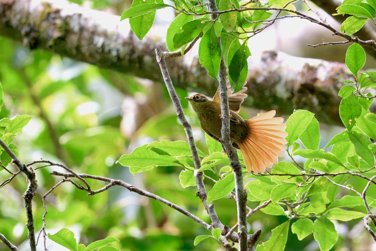 Scaly-throated Foliage-gleaner - ML646336940