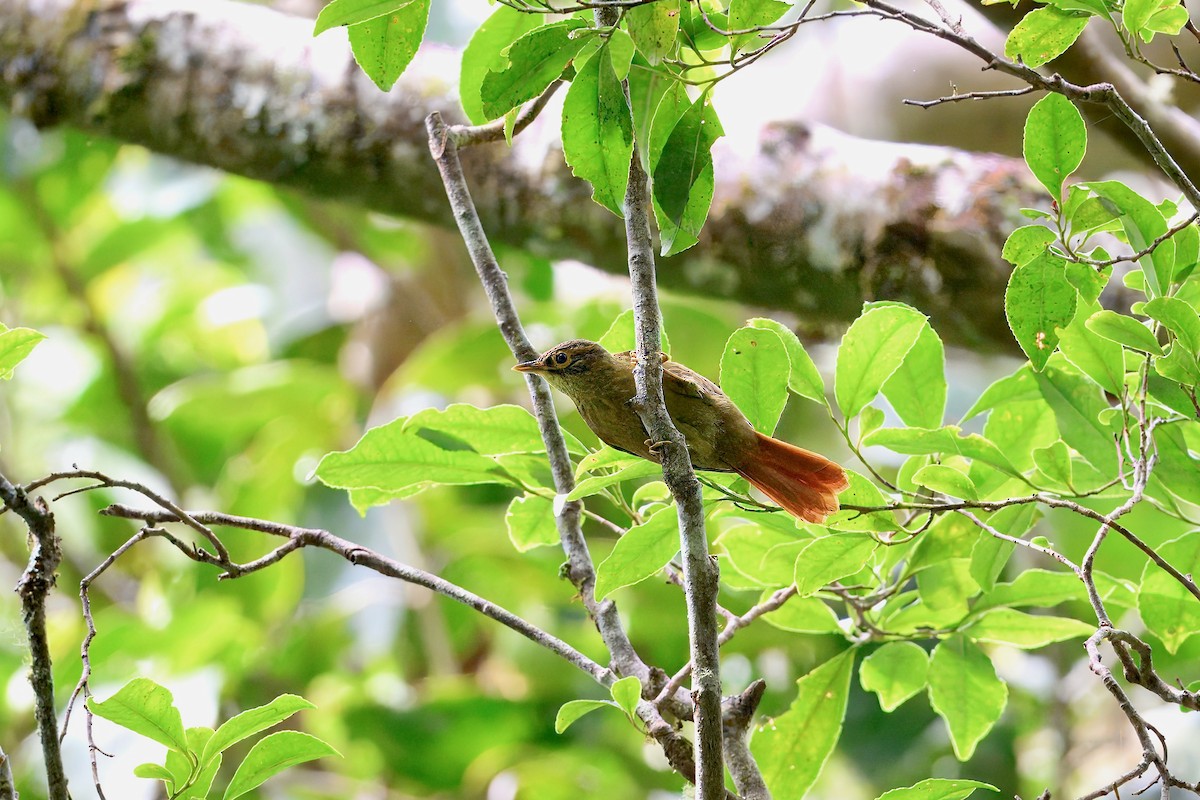 Scaly-throated Foliage-gleaner - ML646336941