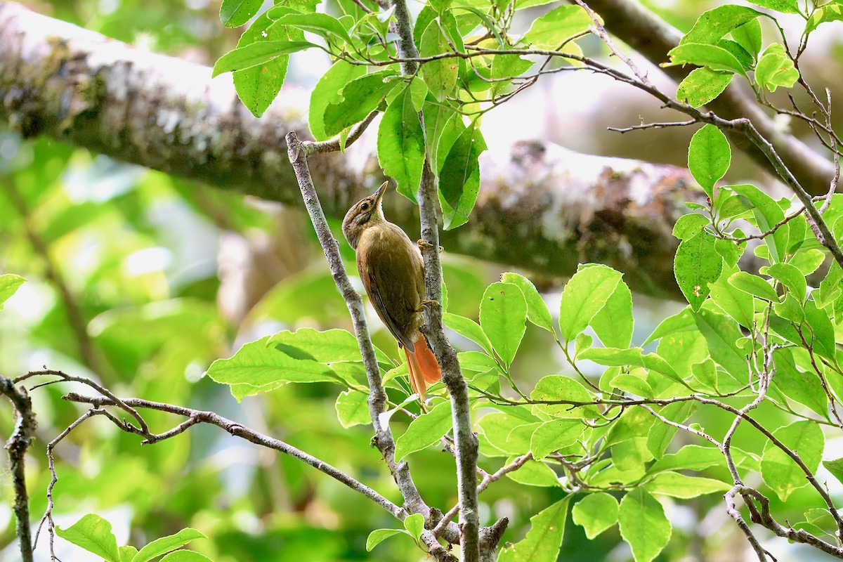 Scaly-throated Foliage-gleaner - ML646336942