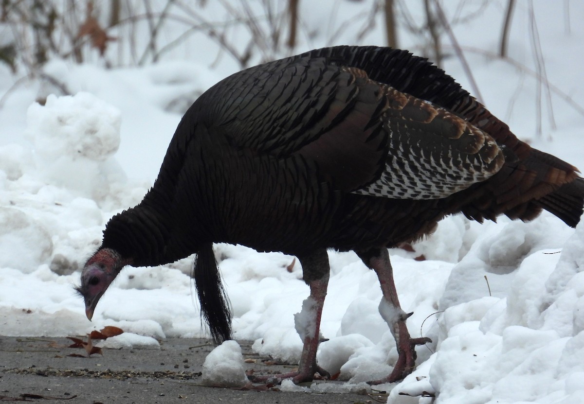 Wild Turkey - ML646336943