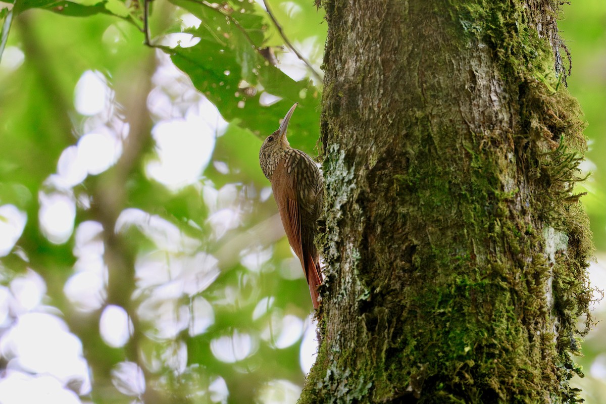 Spot-crowned Woodcreeper - ML646336944