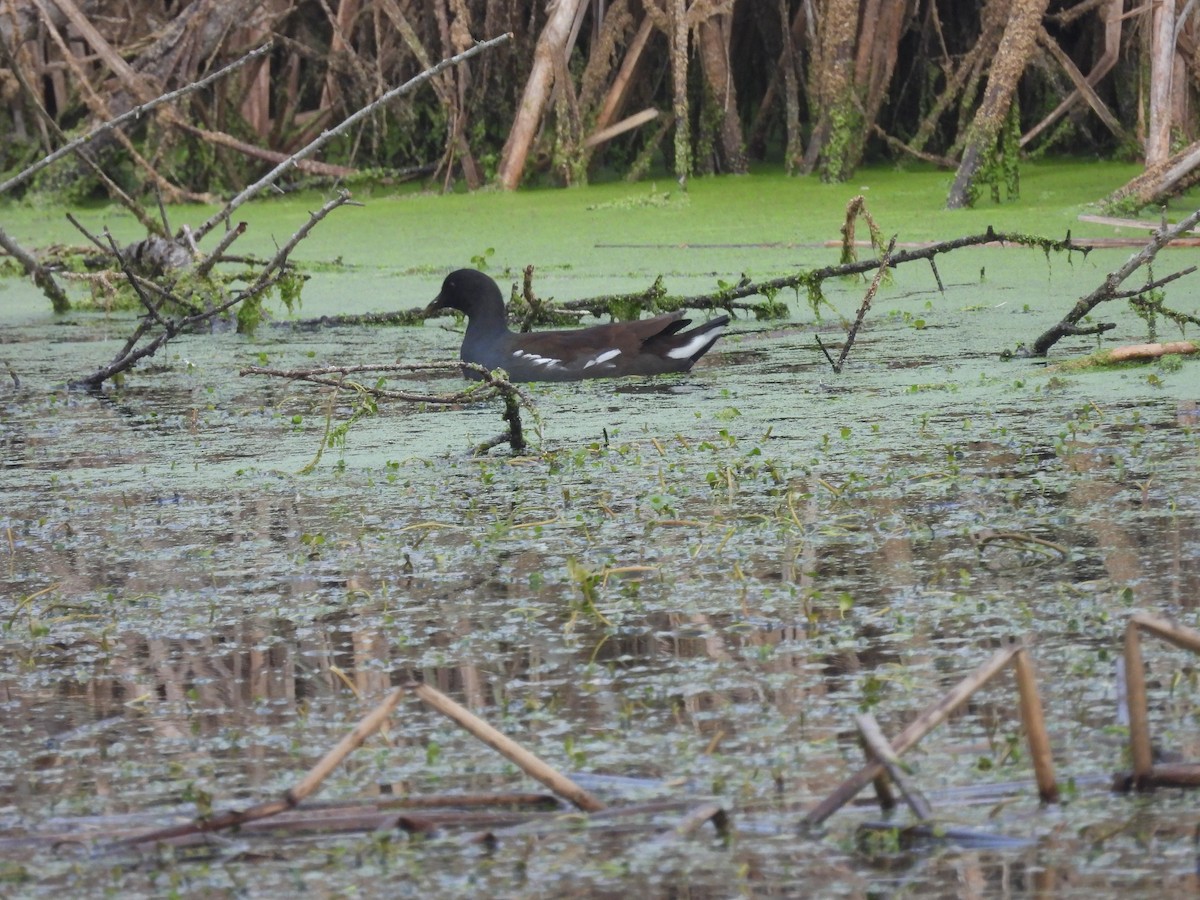 Common Gallinule - ML646336945