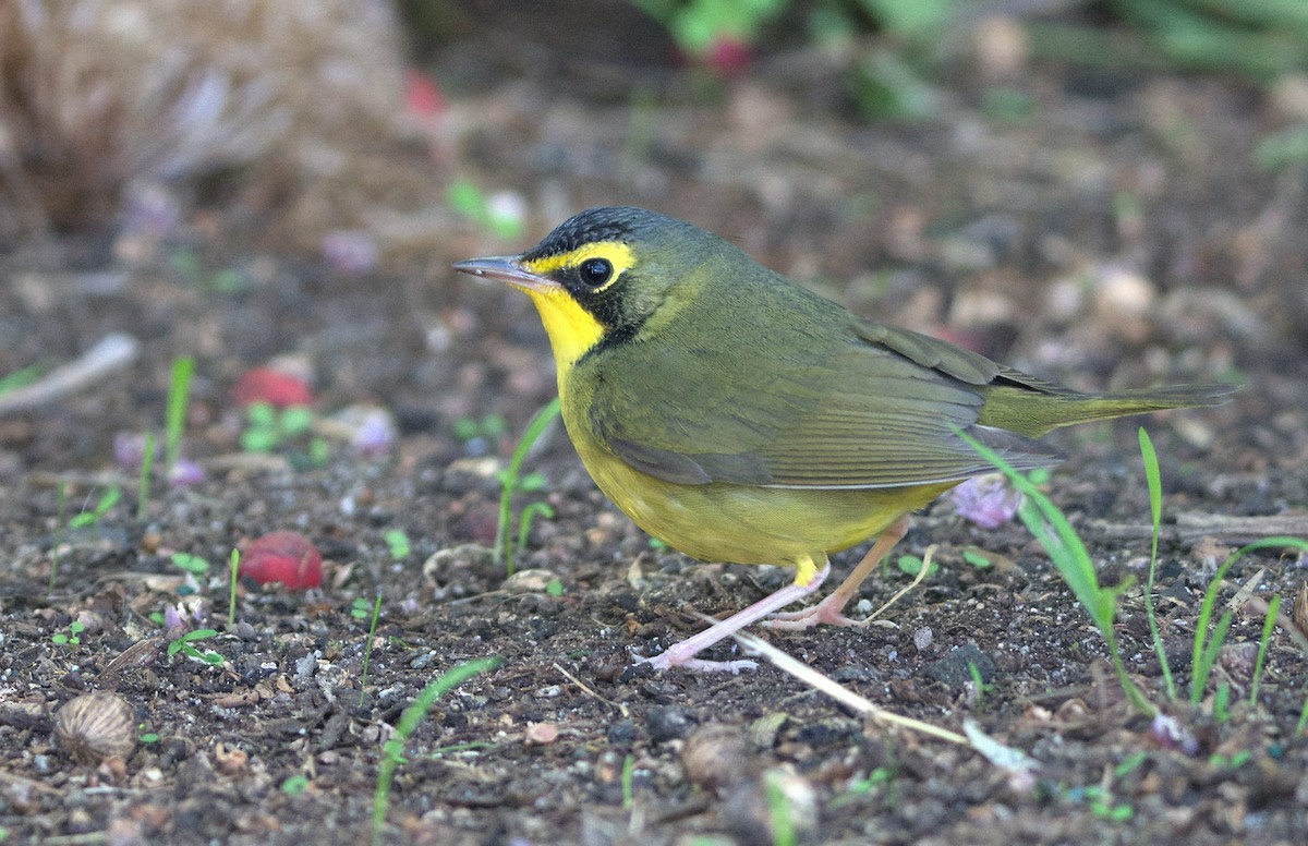 kentuckyparula - ML646336946