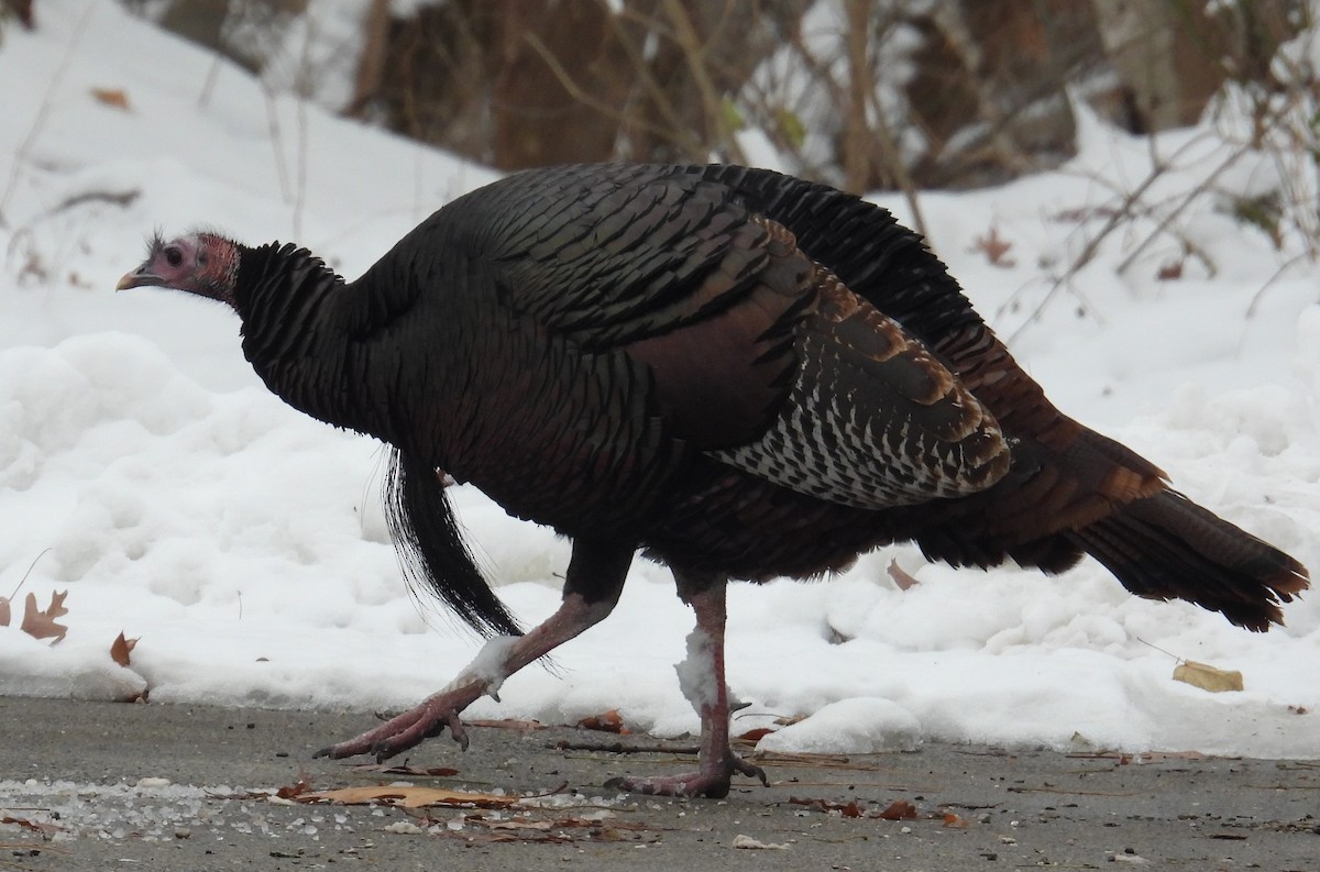 Wild Turkey - ML646336948