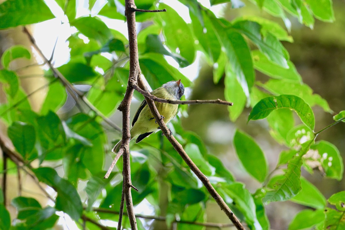White-fronted Tyrannulet - ML646336949