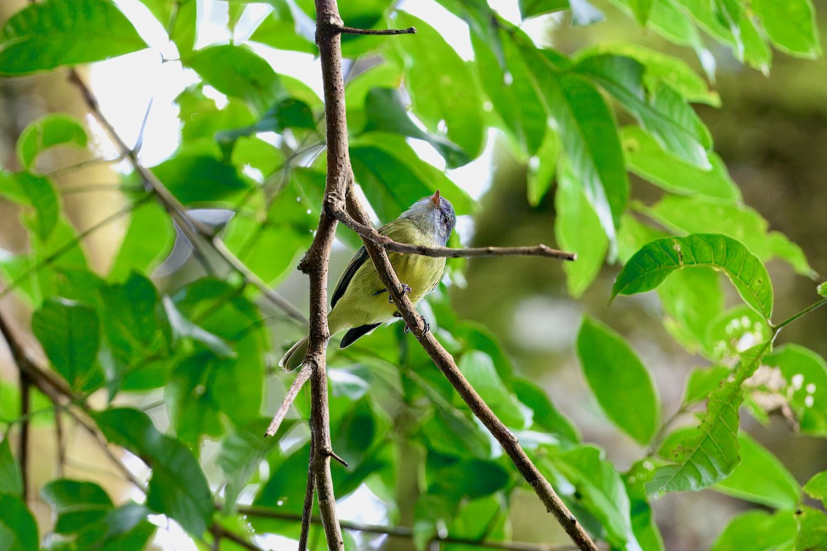 White-fronted Tyrannulet - ML646336950