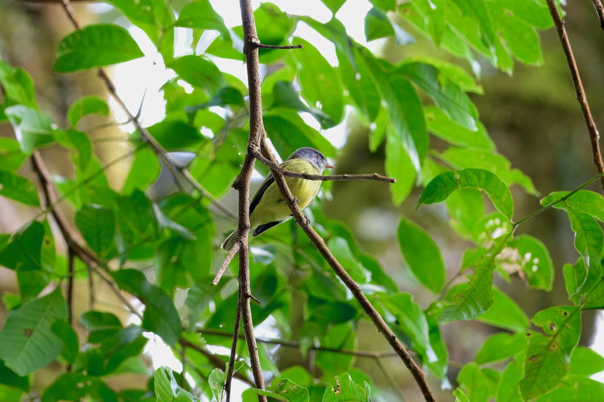 White-fronted Tyrannulet - ML646336951