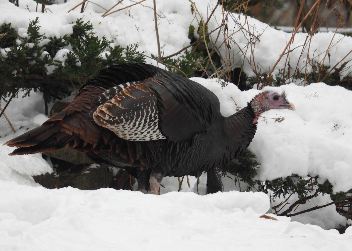 Wild Turkey - ML646336955