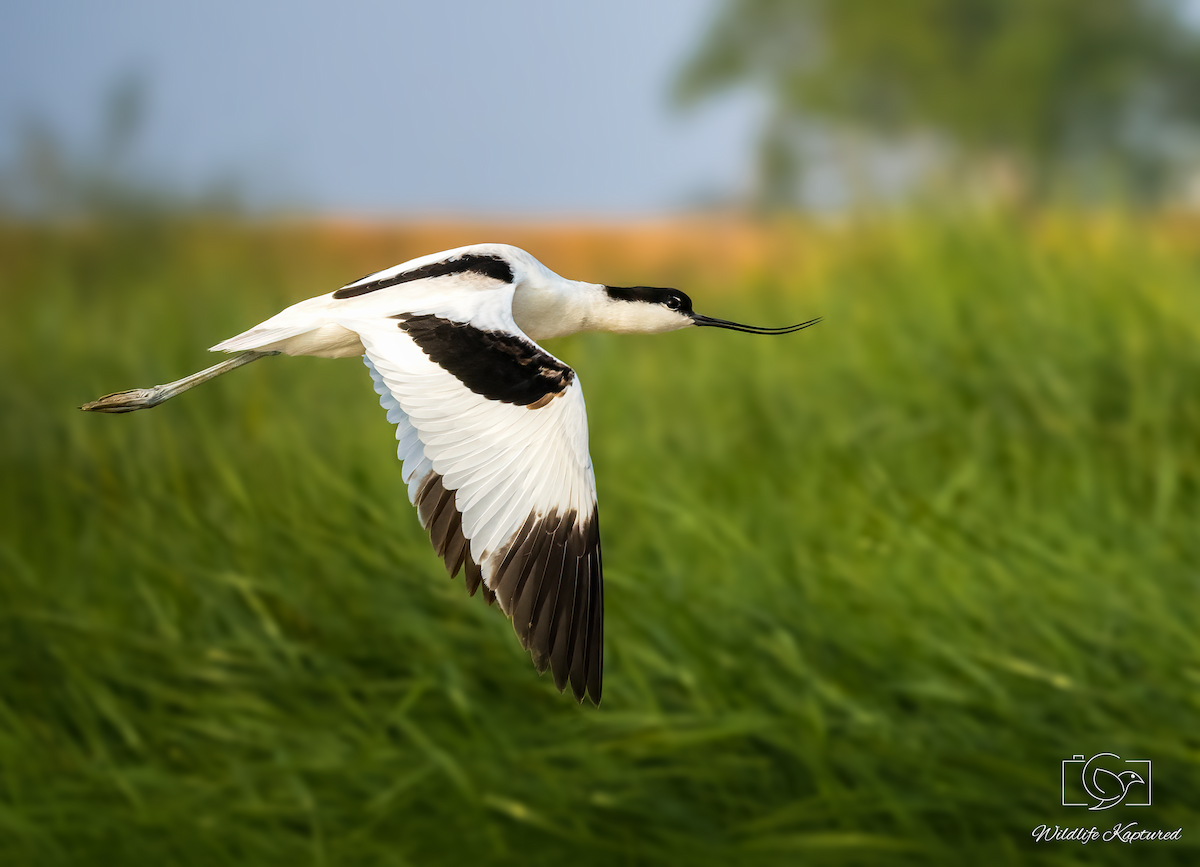Pied Avocet - ML646336957
