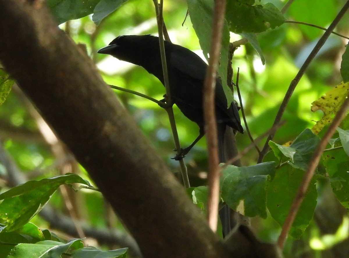 Racket-tailed Treepie - ML646336958