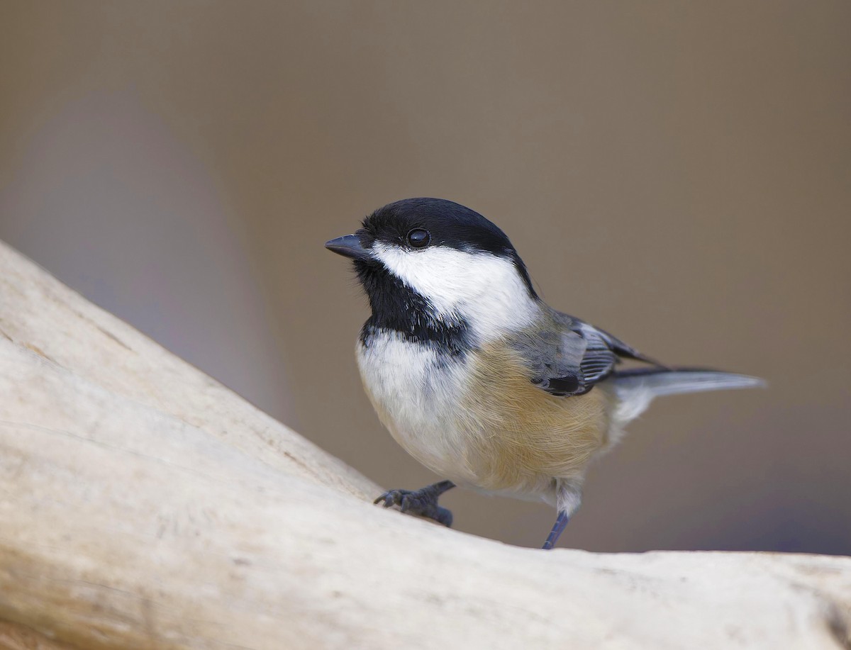 Black-capped Chickadee - ML646336960