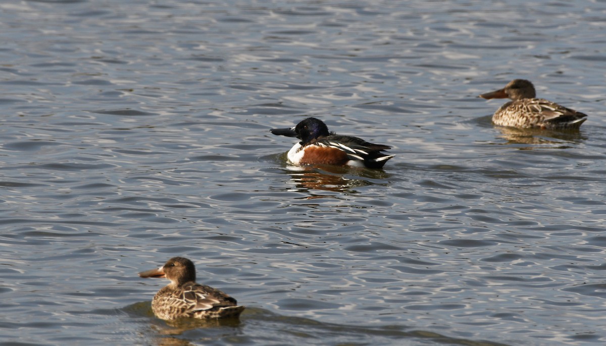 Mestolone - ML646336962