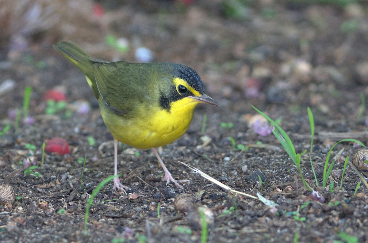 kentuckyparula - ML646336963