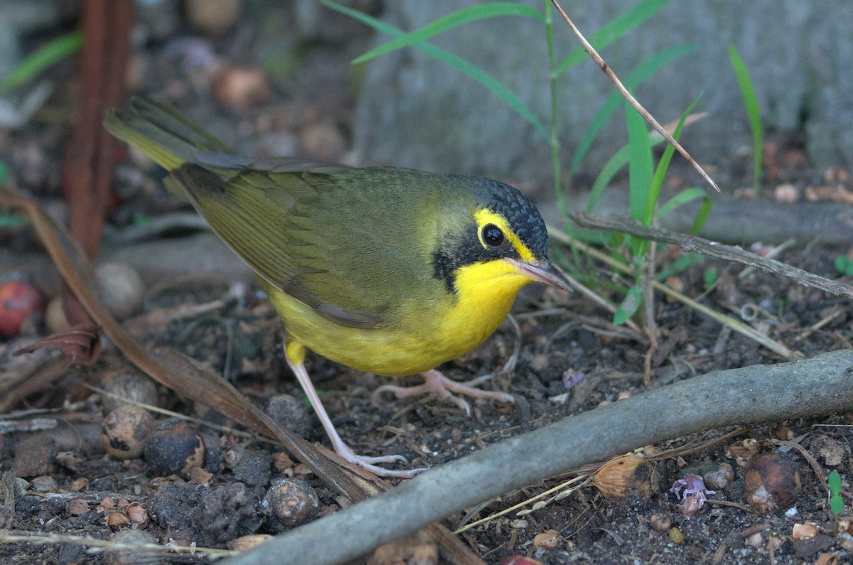kentuckyparula - ML646336965
