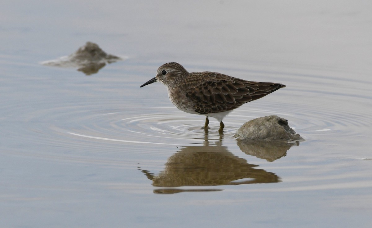 Least Sandpiper - ML646336967