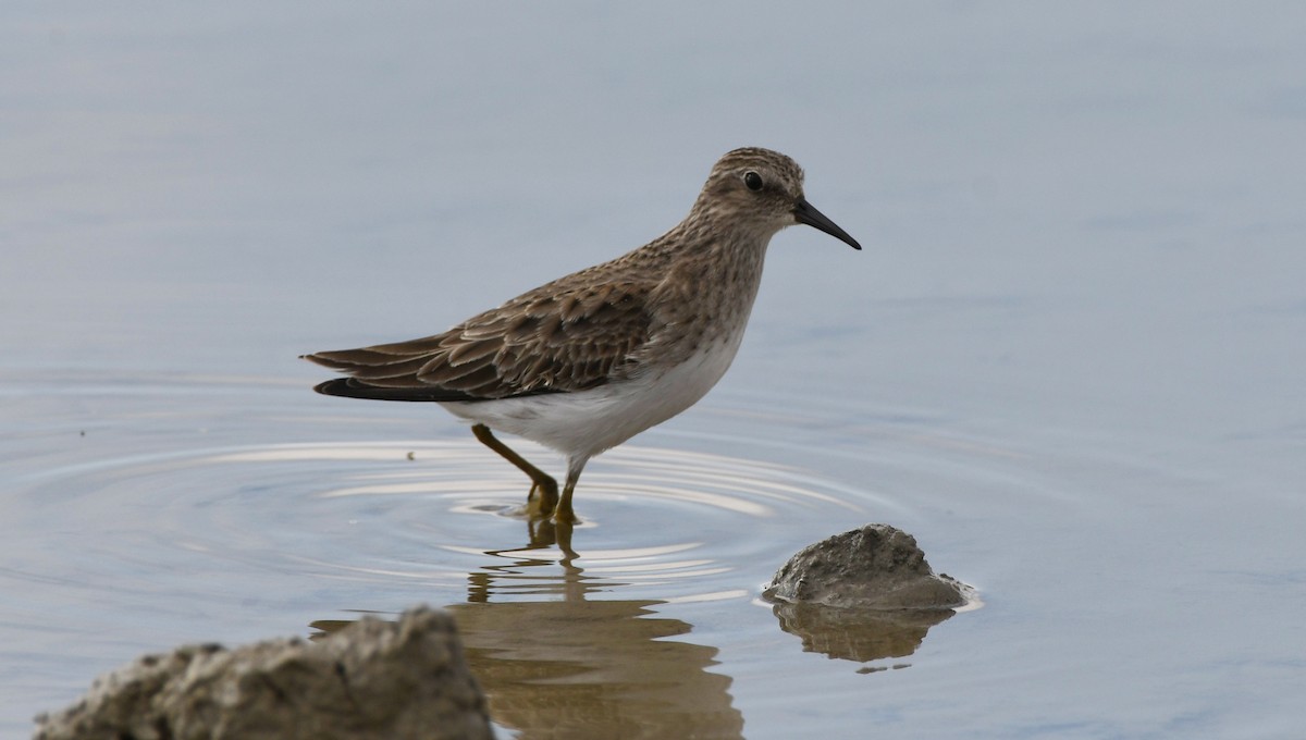 Least Sandpiper - ML646336968