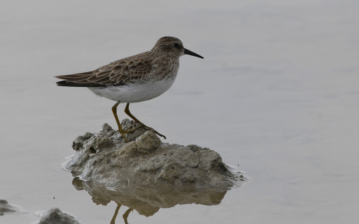 Least Sandpiper - ML646336969