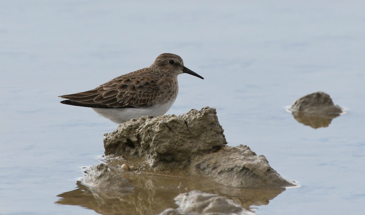 Least Sandpiper - ML646336970