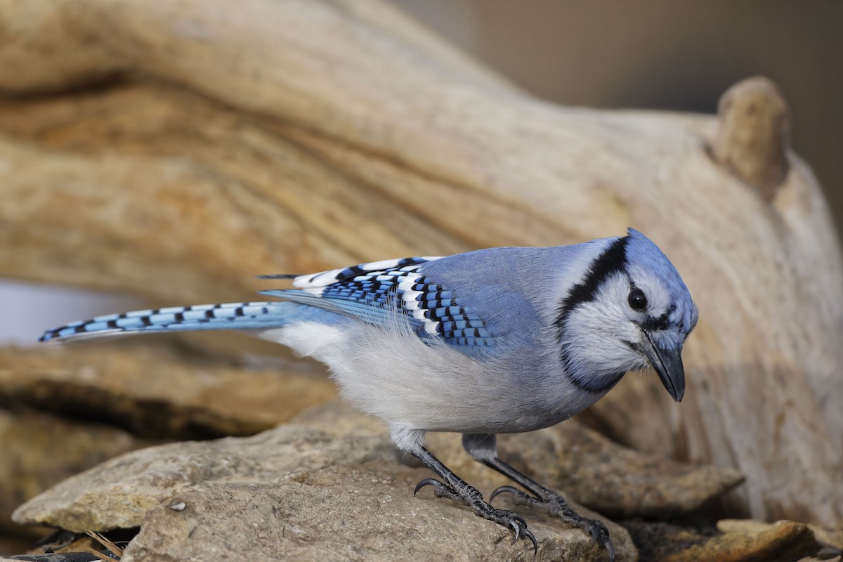 Blue Jay - ML646336972