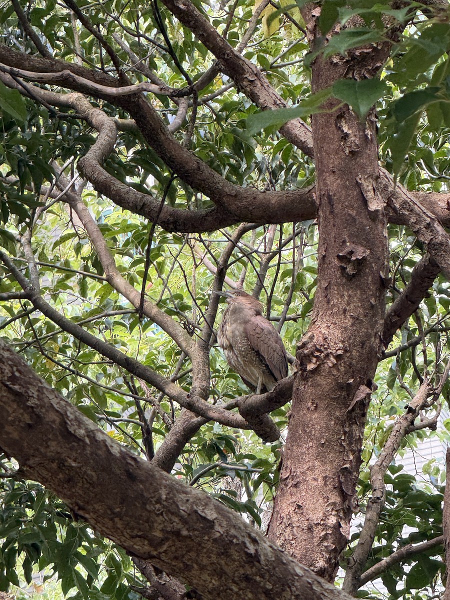 Malayan Night Heron - ML646336973
