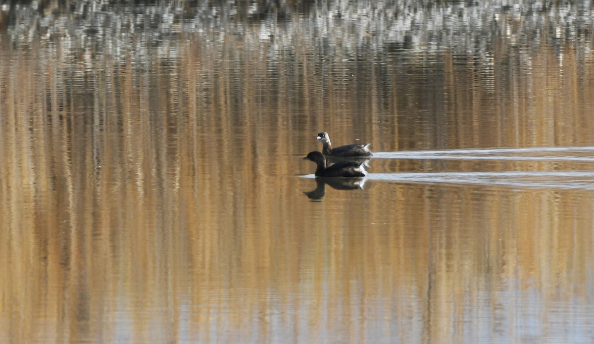 Pied-billed Grebe - ML646336977