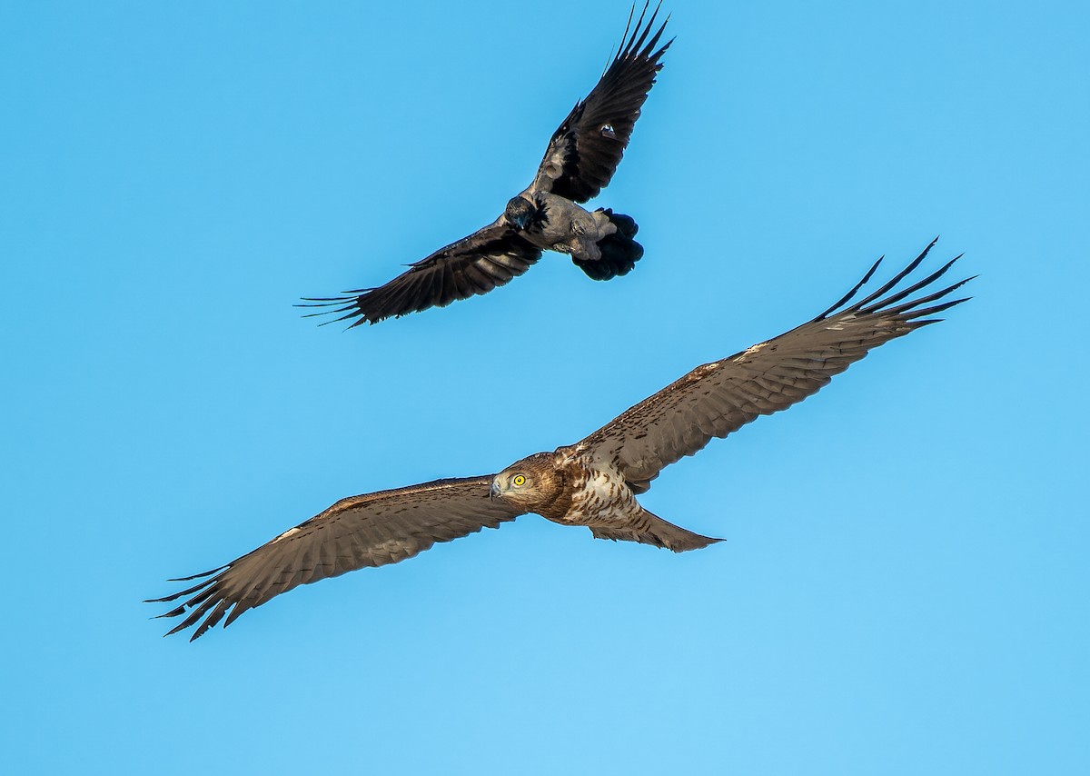 Змієїд блакитноногий - ML646336980