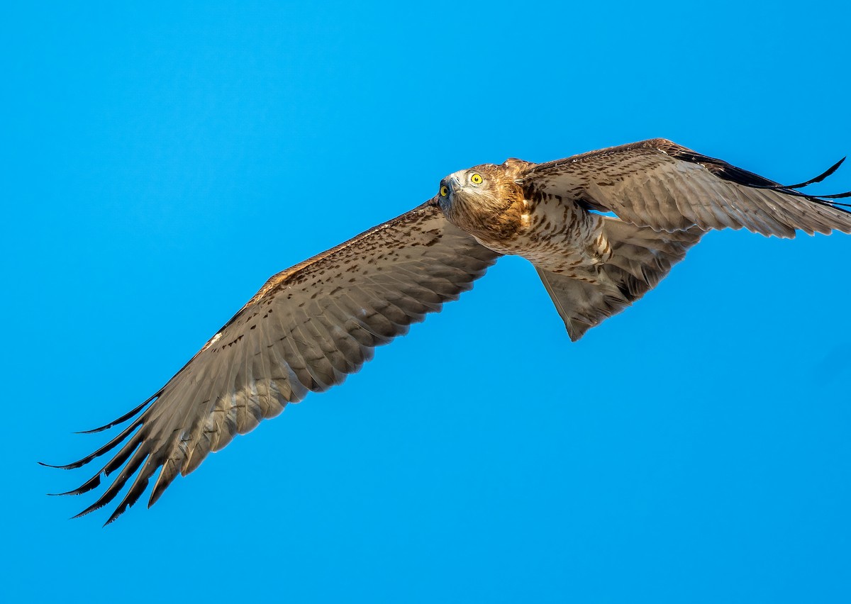 Змієїд блакитноногий - ML646336981