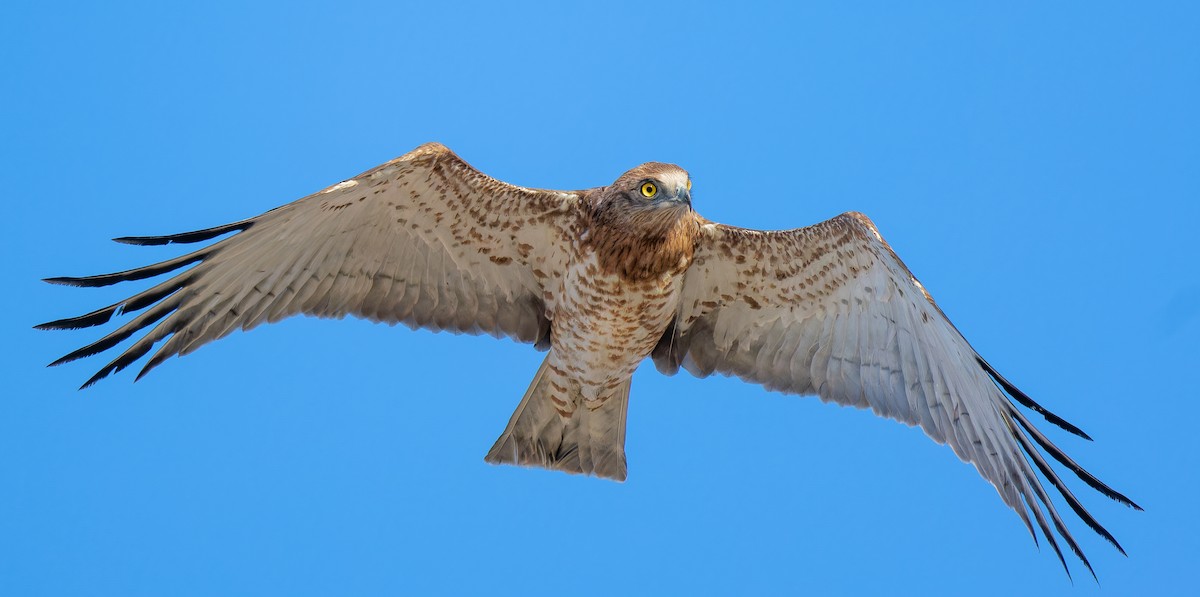 Змієїд блакитноногий - ML646336982