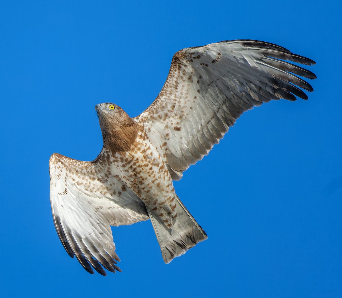 Змієїд блакитноногий - ML646336983