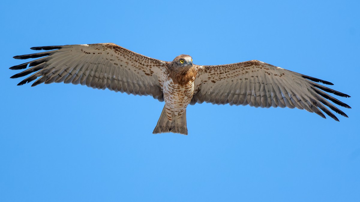 Змієїд блакитноногий - ML646336984