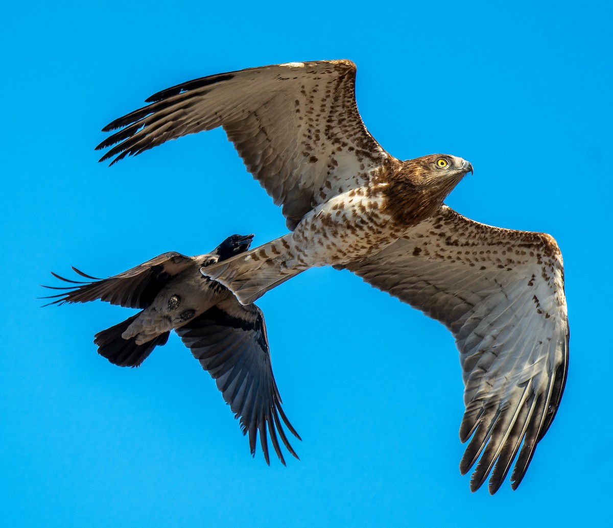 Змієїд блакитноногий - ML646336985