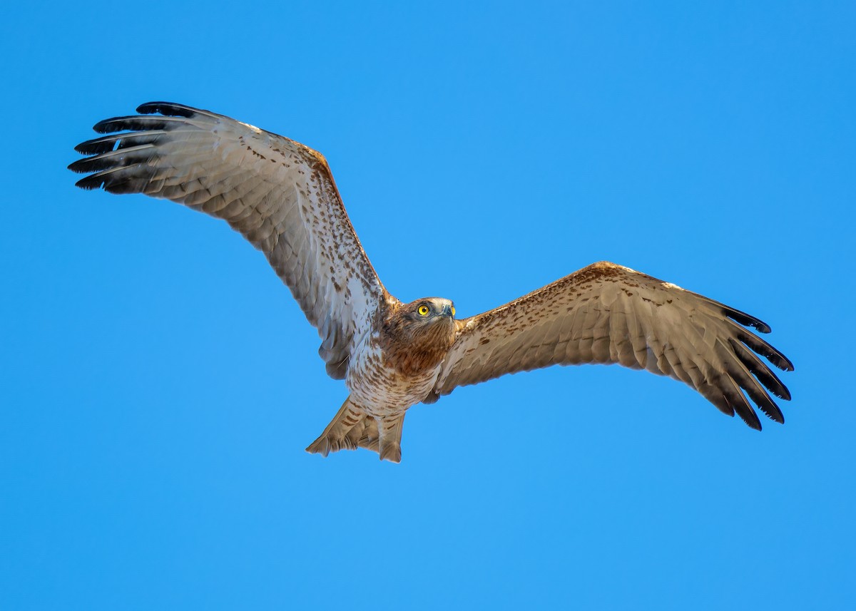 Змієїд блакитноногий - ML646336986