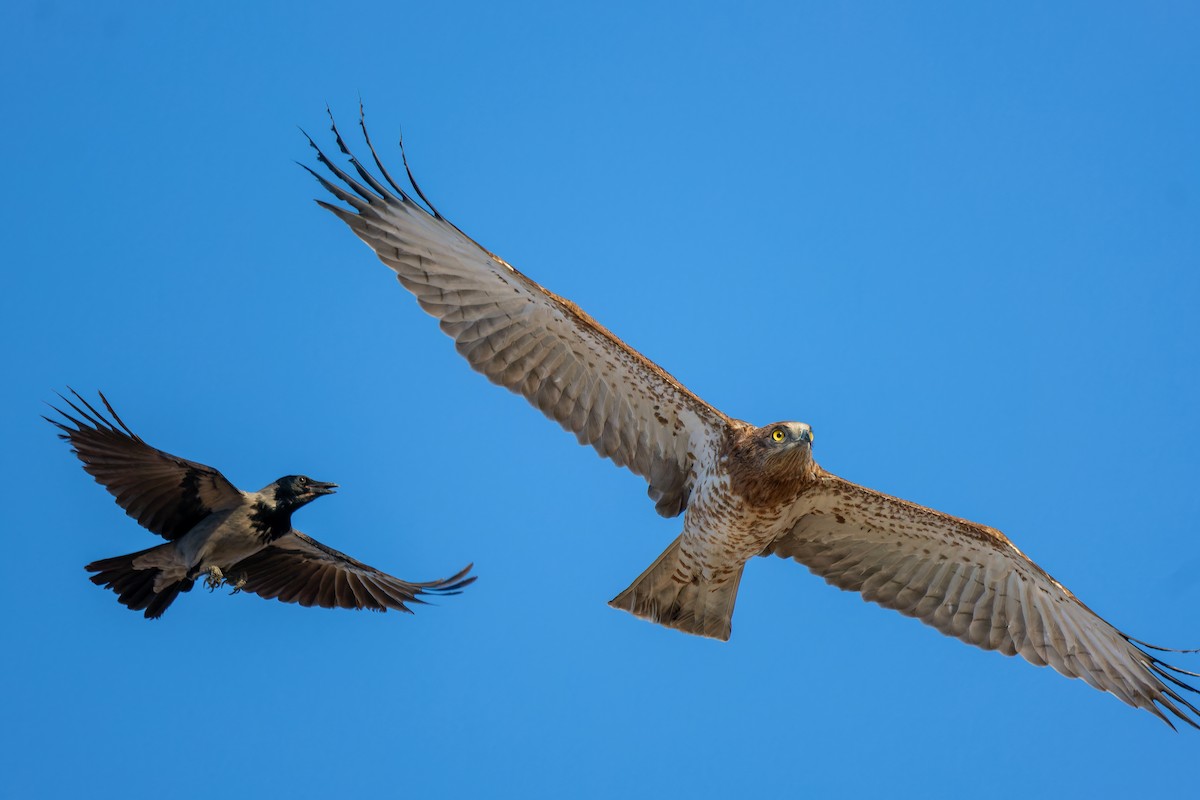 Змієїд блакитноногий - ML646336987