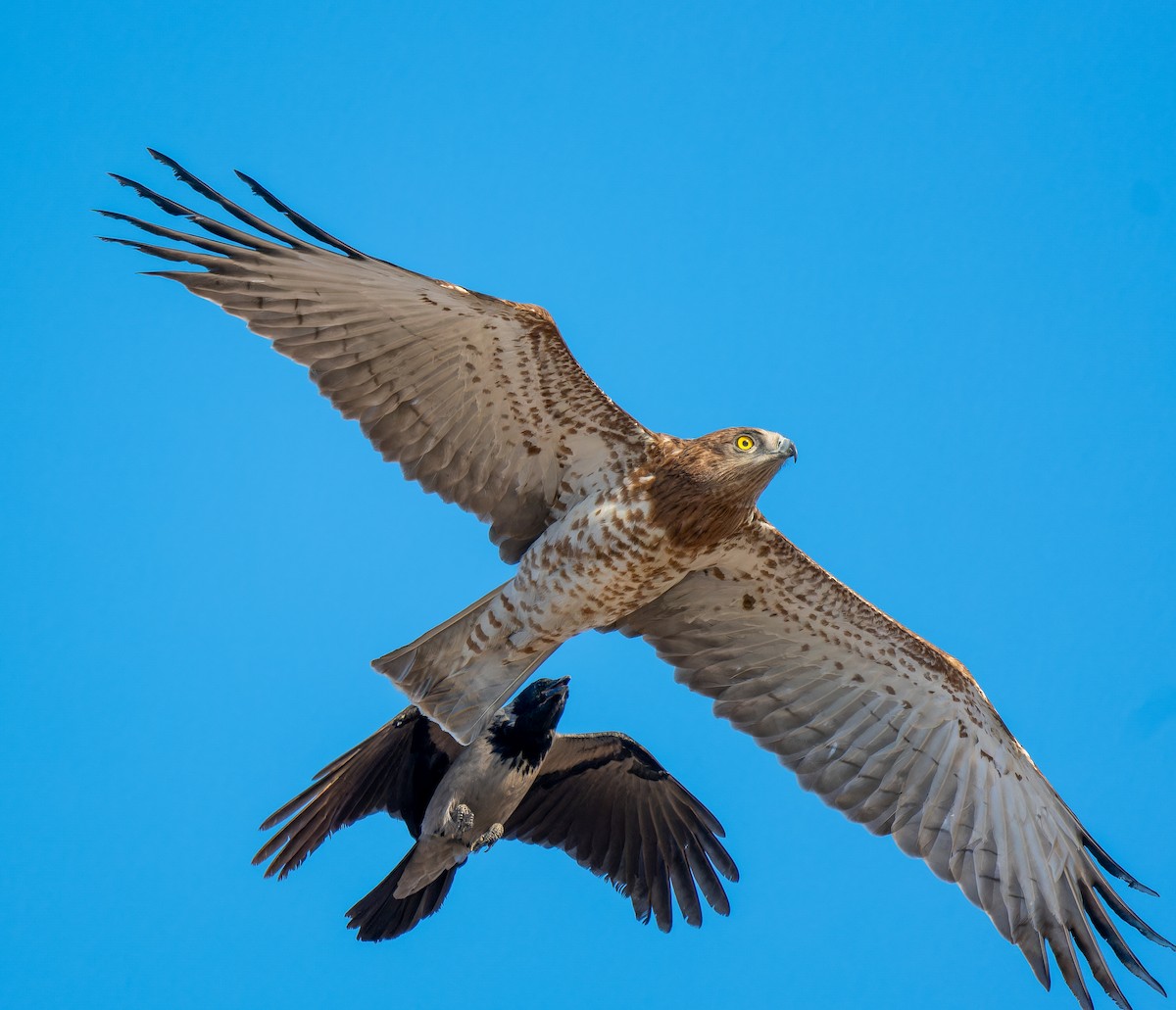 Змієїд блакитноногий - ML646336988