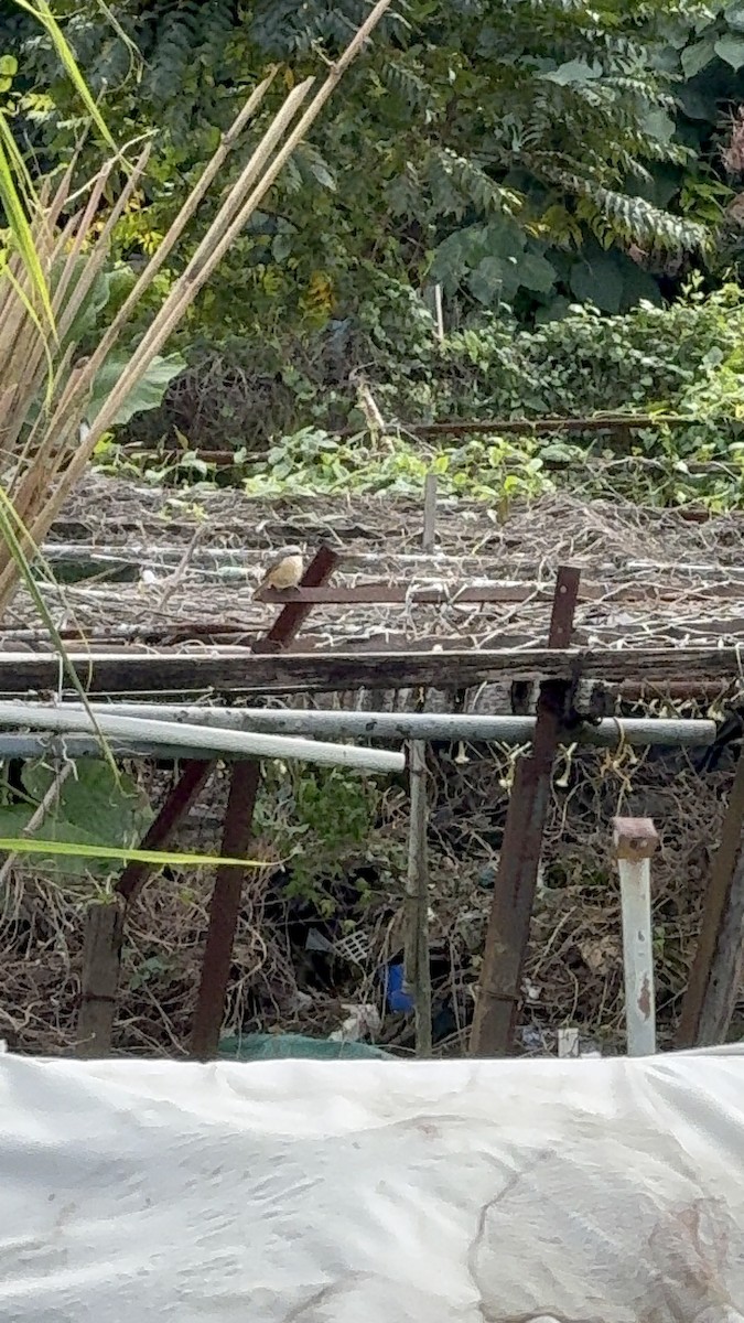 紅尾伯勞 - ML646336989