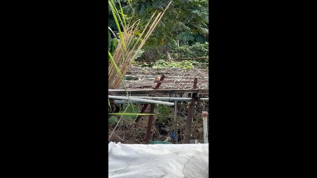 Сорокопуд сибірський - ML646336990