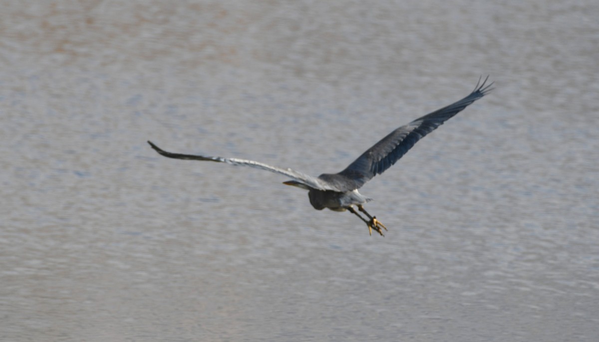 Great Blue Heron - ML646336991