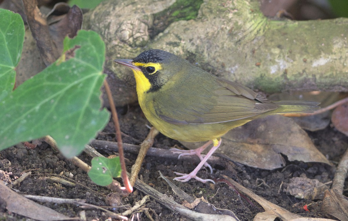 kentuckyparula - ML646337007