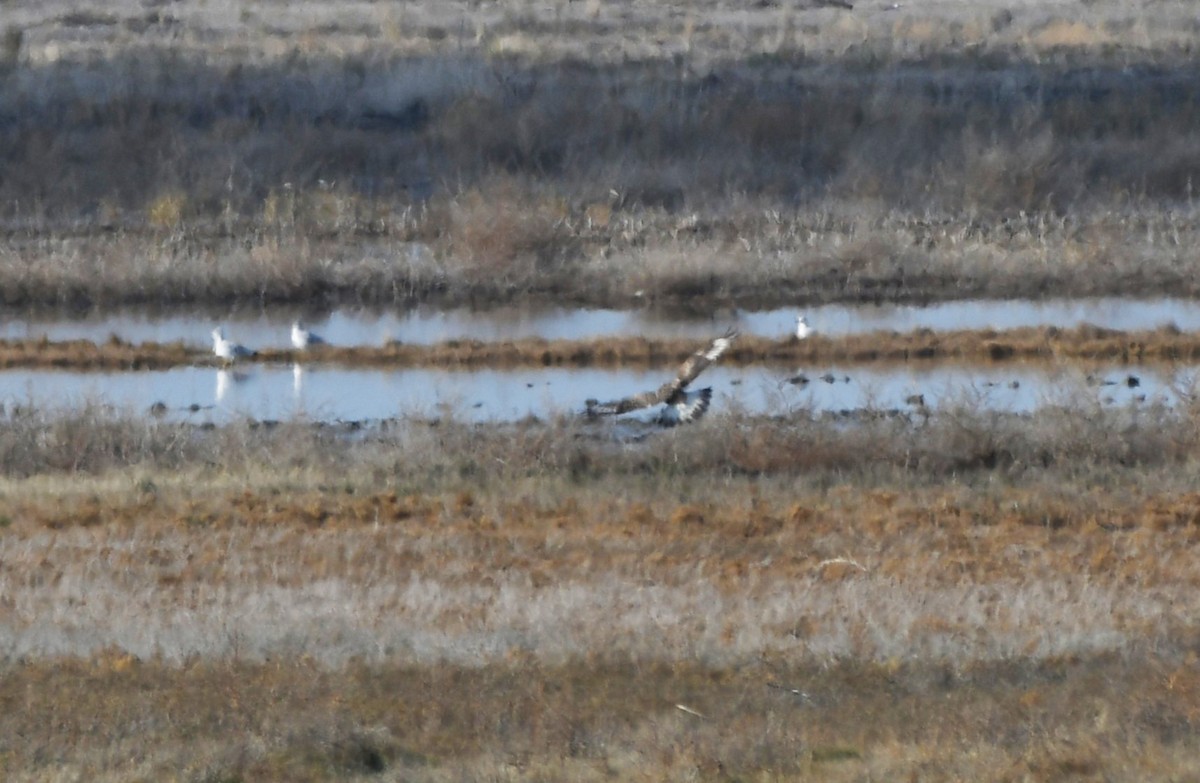 káně rousná - ML646337010