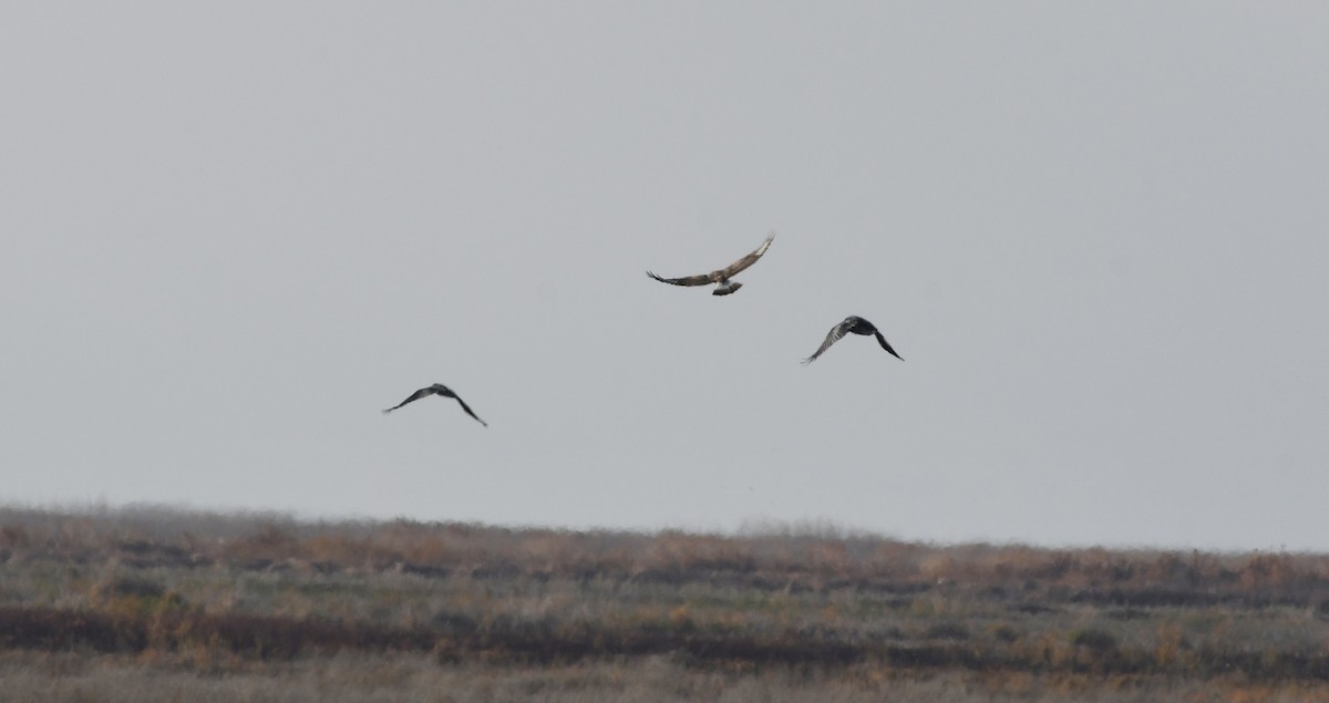 káně rousná - ML646337011