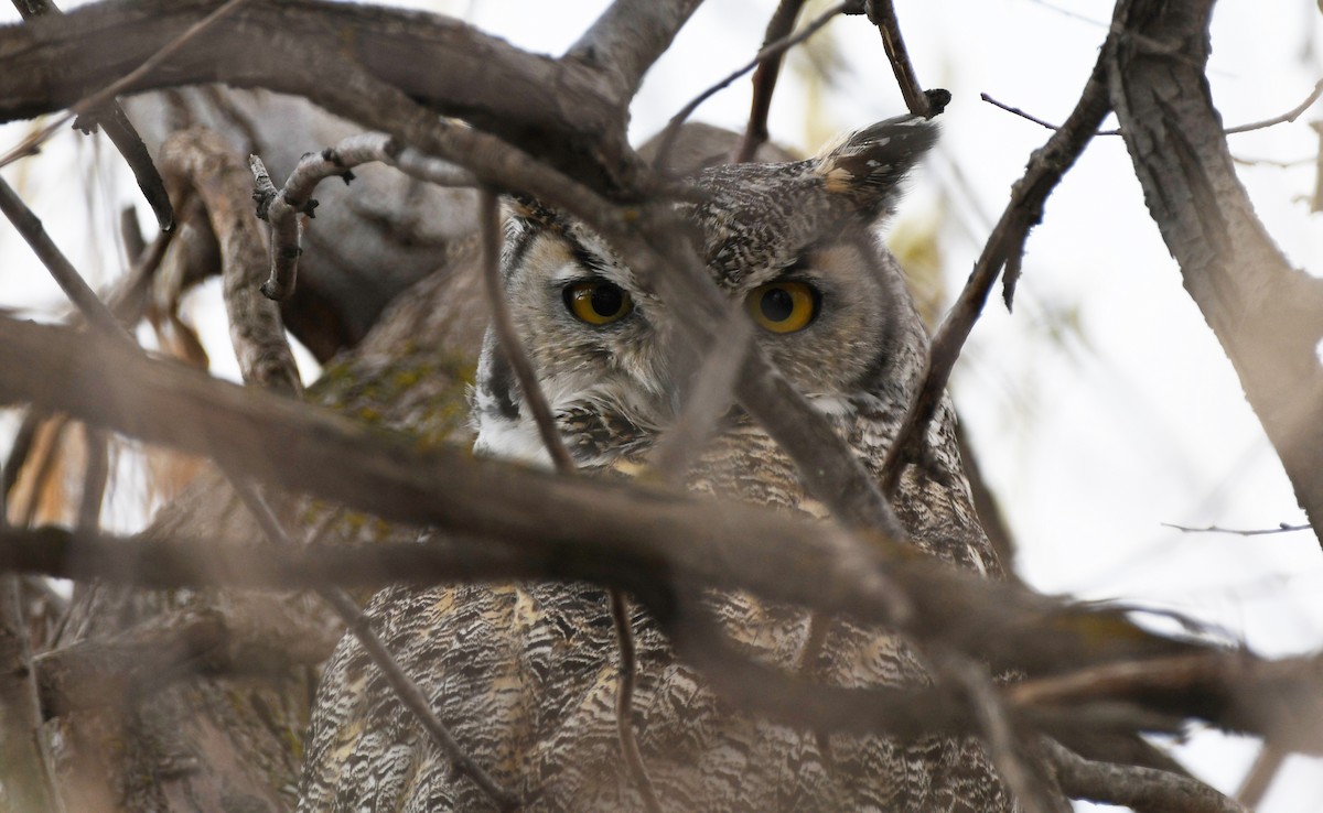 výr virginský - ML646337013