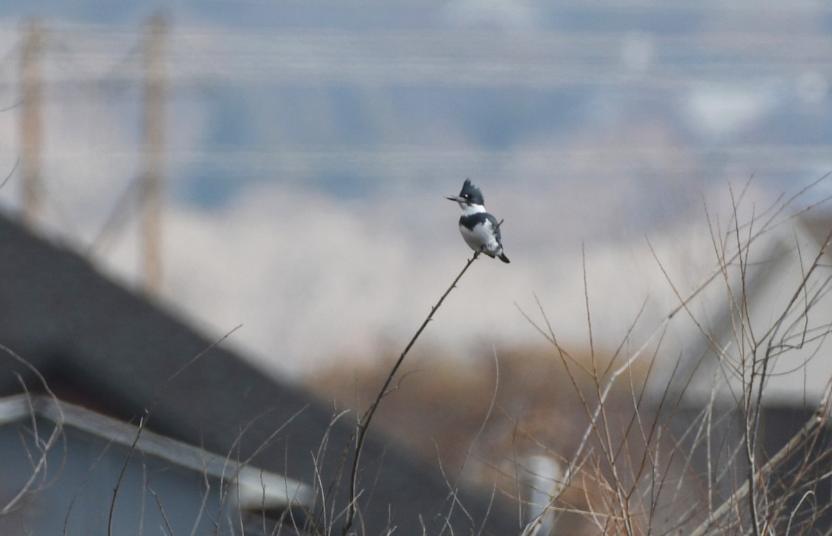 rybařík pruhoprsý - ML646337015