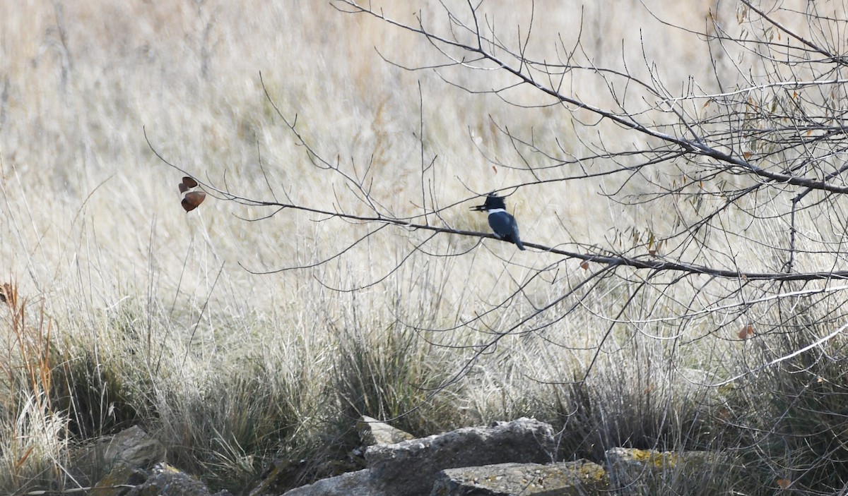rybařík pruhoprsý - ML646337017