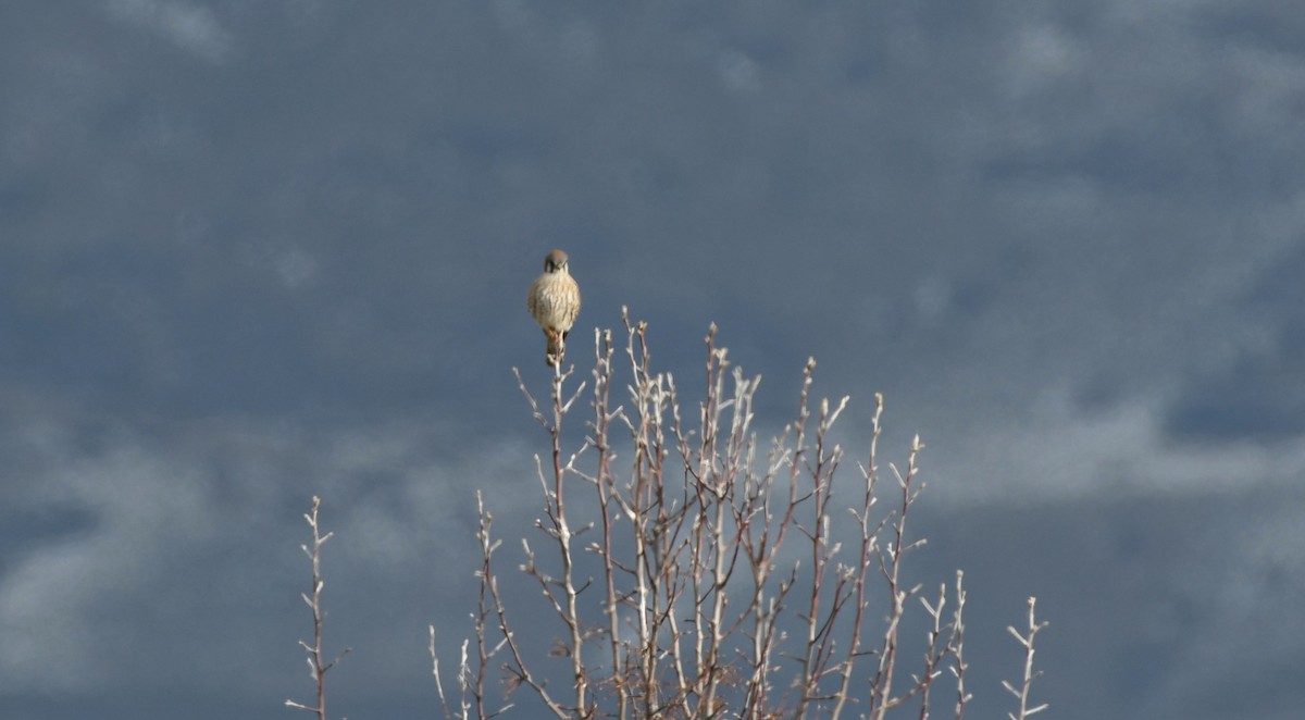 בז אמריקני - ML646337024