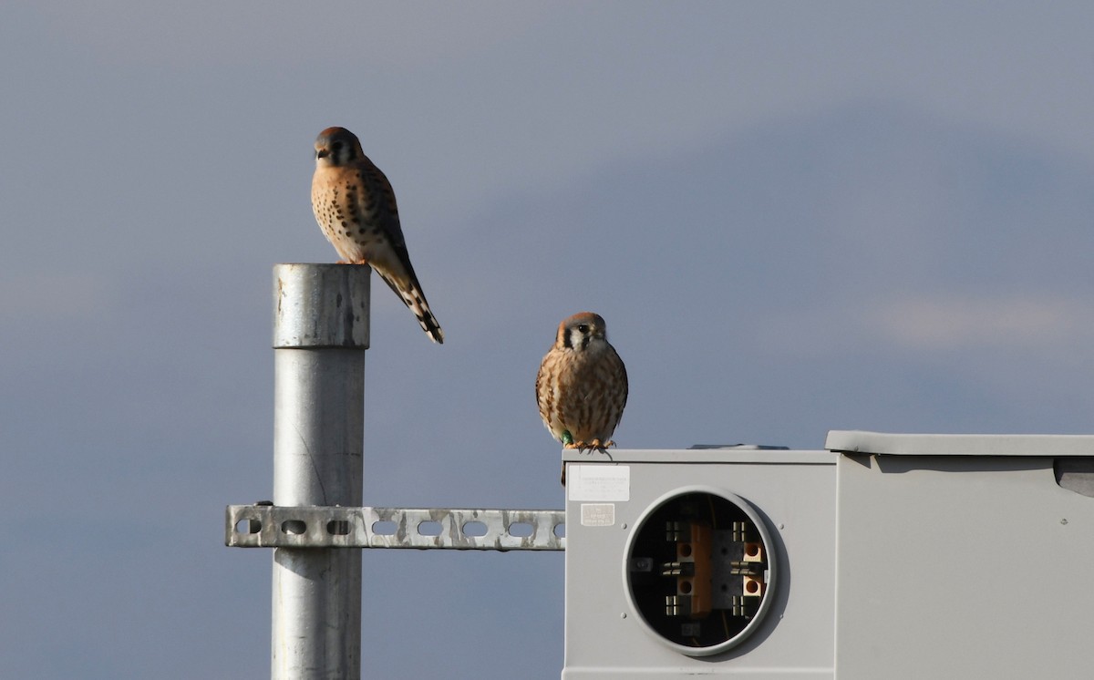 בז אמריקני - ML646337026