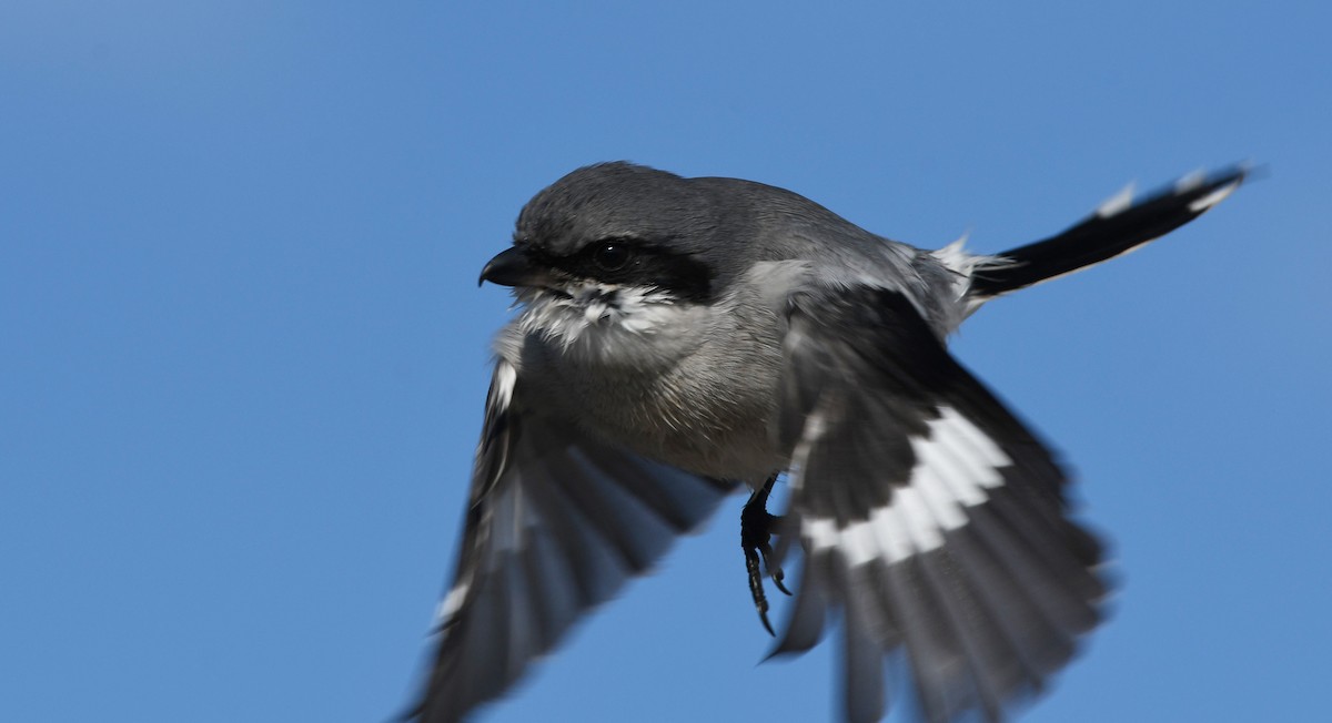 ťuhýk americký - ML646337032