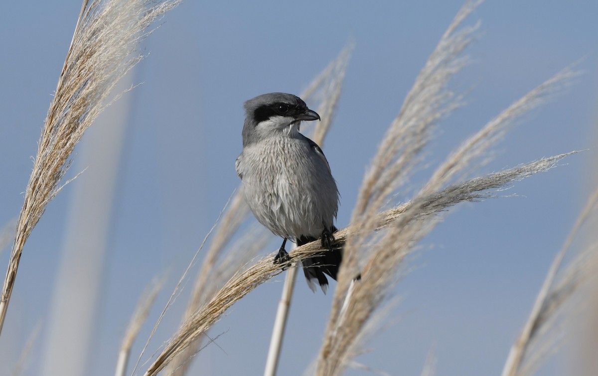 ťuhýk americký - ML646337033