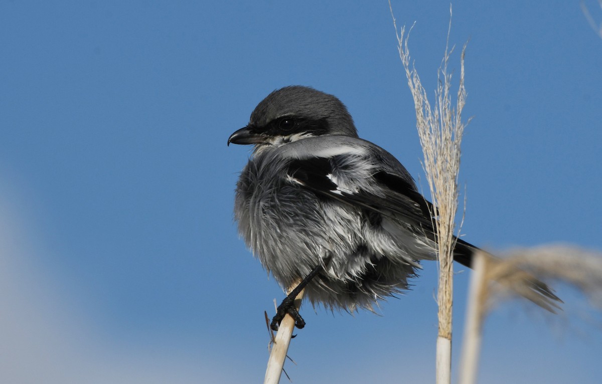 ťuhýk americký - ML646337034